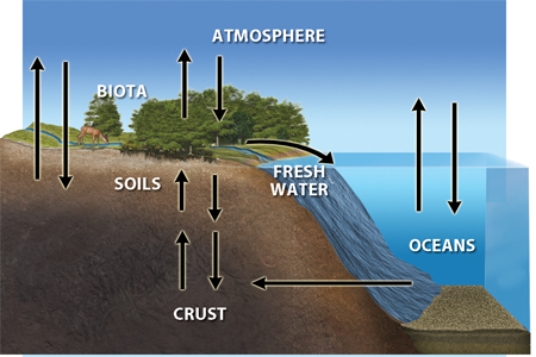 The diagram below conveys the idea that   A) oceanic subduction zones are areas where ecosystems are particularly rich. B) biogeochemical cycles store and cycle matter across the different  spheres.  C) diversity is only one indicator of an ecosystem's health. D) life tends to exist in  clumps  with little between the productive areas.
