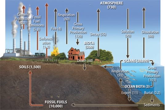 In the diagram below, the red arrows represent   A) fluxes that are increasing over time. B) fluxes that have little environmental impact. C) fluxes that are constant across time. D) human-influenced fluxes.