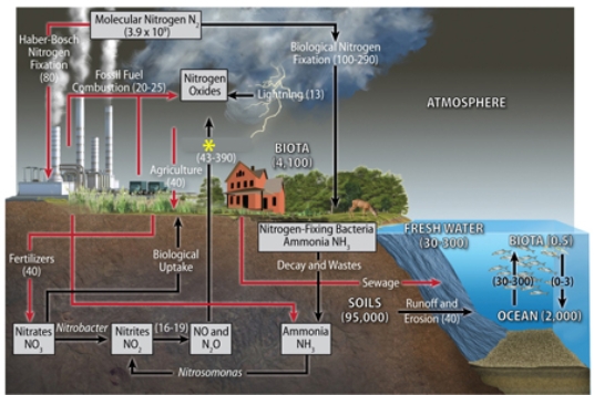 According to the diagram below, the process by which nitrogen moves from the land to the atmosphere primarily after microbes or fossil fuel combustion converts various forms of nitrogen back to N<sub>2</sub>, as at the yellow asterisk (*) , is known as   A) cyclolysis. B) denitrification. C) eutrophication. D) photodissociation.