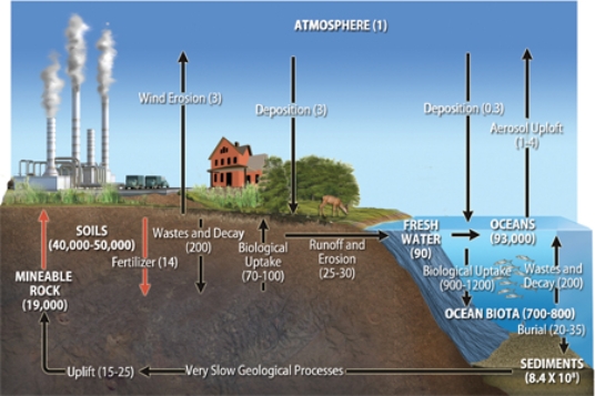 The diagram below depicts the   A) nitrogen cycle. B) carbon cycle. C) titanium cycle. D) phosphorus cycle