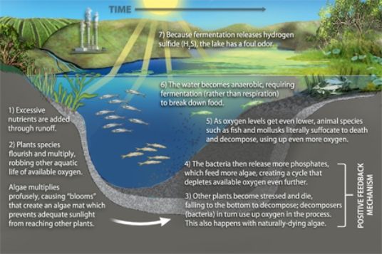 The diagram below illustrates the process of   A) regelation. B) eutrophication. C) carbonation. D) illuviation.
