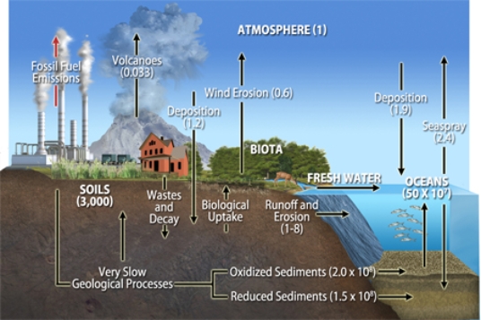The diagram below shows that most of the reservoir and flux of the biogeochemical cycle called the sulfur cycle takes place in the lithosphere, so it is termed a(n)    A) metamorphic cycle. B) igneous cycle. C) sedimentary cycle. D) rock cycle.