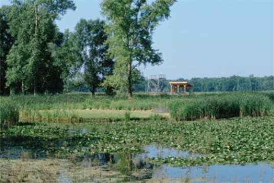 The plant shown in the photograph below is an invasive species that often clogs waterways in the southeastern United States.It is the   A) lily pad. B) coypu. C) water hyacinth. D) cottonmouth.