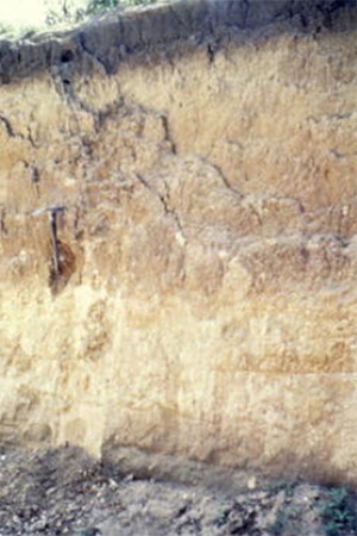 The soil shown in the photograph below has a greenish or grayish tint, which may mean that   A) it has abundant aluminum and/or iron oxides.  B) it contains abundant organic matter. C) it has been waterlogged at some point. D) there are salts or other minerals that have been deposited by the evaporation of water.