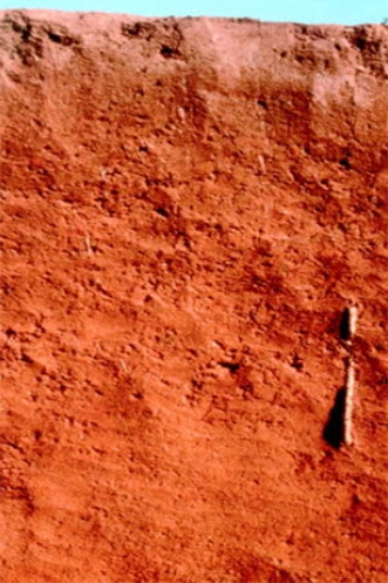 The soil shown in the photograph below has a reddish tint, which may mean that   A) it has abundant aluminum and/or iron oxides. B) it contains abundant organic matter. C) it has been waterlogged at some point. D) there are salts or other minerals that have been deposited by the evaporation of water.