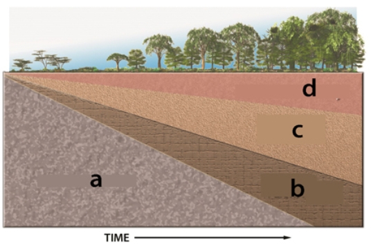 In the diagram below, regolith forms in which area?   A) a B) b C) c D) d