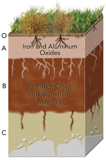 In the soil profile below, iron is present in both the top and bottom later, as labeled, but why is only the second layer a reddish color?   A) The iron oxide was leached from the top layer in what was most likely a wet environment. B) The iron oxide was leached from the top layer in what was most likely an arid environment. C) When exposed to air, the iron oxide loses its reddish tint in what was most likely a wet environment. D) When exposed to air, the iron oxide loses its reddish tint in what was most likely an arid environment.
