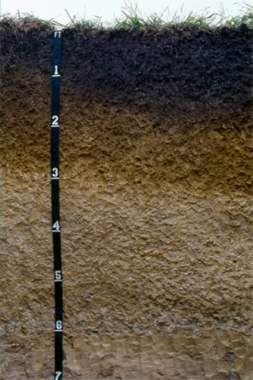 The diagram below is most likely from   A) humid environment because of the abundant organic matter and evidence of oxidation. B) dry environment because of the visible lack of soil erosion. C) a waterlogged environment because there is strong evidence of anaerobic conditions. D) a temperate environment because of the well-developed horizons.