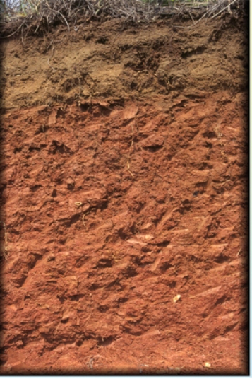 The thick __ horizon in the soil profile shown in the diagram below is one of the distinguishing features of the _______ soil type.     A) B; Ultisol B) O; Ultisol C) B; Oxisol D) O; Oxisol
