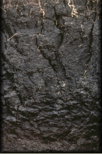 The absence of a layered structure in the soil pictured below occurs because   A) leaching is so strong that it removes the distinguishing features of each layer. B) swelling as the soil absorbs water and shrinking as it dries out removes the horizonation. C) calcification has caused caliche to be left behind in all of the horizons. D) volcanic ash has penetrated very deeply beneath the surface in this soil type.