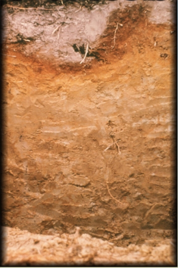The bleached, grayish E horizon shown in the diagram here is characteristic of   A) Spodosols. B) Alfisols. C) Gelisols. D) Andisols.