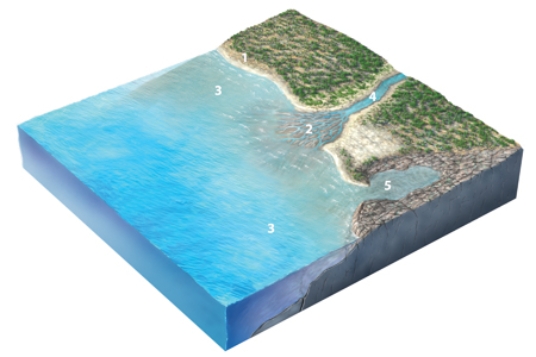 Which site will most likely experience rapid erosion?   A) 1, cliffs composed of hard rocks B) 2, sediments in a delta C) 3, the seafloor deep beneath the waves D) 4, the coastline of a bay E) 5, the coastline in a branching embayment