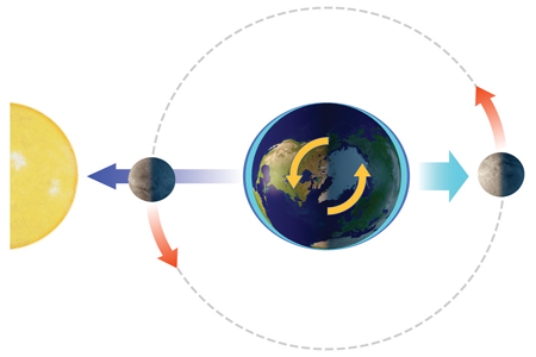 With the Sun and Moon in this position, the side of the Earth facing the Moon experiences   A) a normal high tide. B) a normal low tide. C) a spring tide. D) a neap tide.