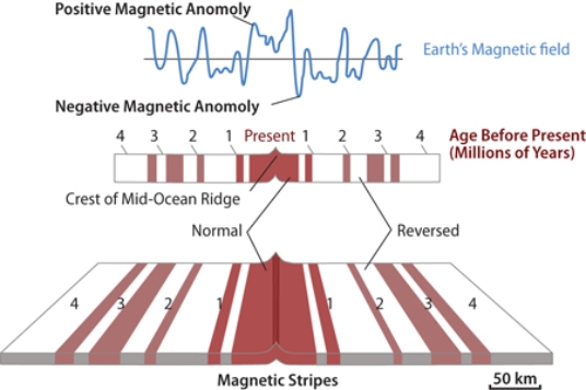 If the area shown in this figure is 240 kilometers wide, and the oldest crest is 4 million years old, what was the approximate rate of seafloor spreading across this ridge?   A) 0.24 kilometers per million years B) 2.4 kilometers per million years C) 60 kilometers per million years D) 240 kilometers per million years E) 960 kilometers per million years