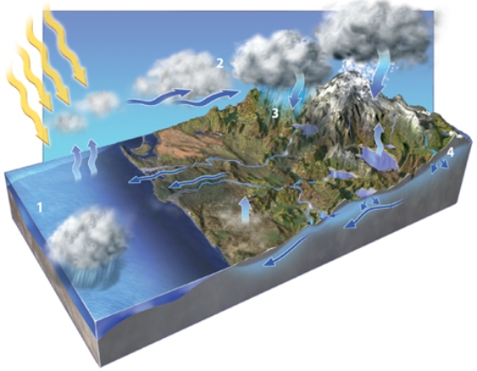 In which areas on the accompanying figure is condensation occurring?   A)  1 and 2 B)  2 and 3 C)  3 and 4 D)  1 and 3 E)  2 and 4