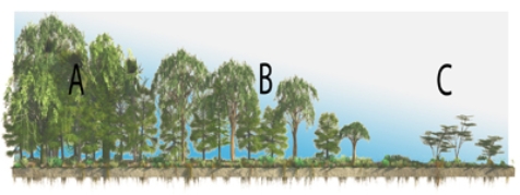 Given that climate correlates closely with vegetation, what letter approximates the type of vegetation you would see for an Am climate?   A) A B) B C) C