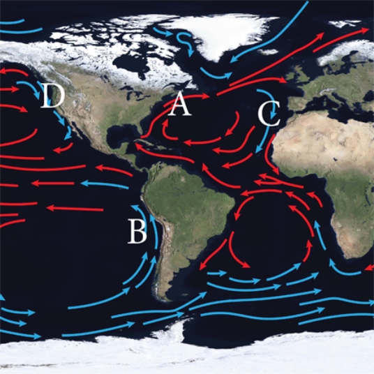 Which of the following shows the location of the Gulf Stream?   A)  A B)  B C)  C D)  D