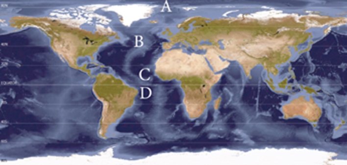 Which wind belt is located at letter D?   A) Polar Easterlies B) Westerlies C) Northeast Trade Winds D) Southeast Trade Winds