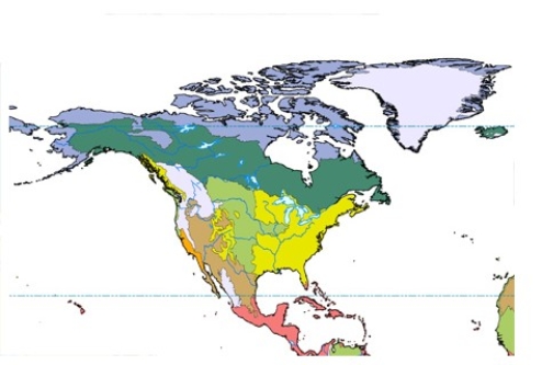In the map below,lavender represents   A) temperate forest. B) tundra. C) boreal forest. D) grassland.