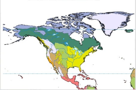 In the map below,dark blue-green,such as across most of Alaska and interior Canada,represents   A) temperate forest. B) tundra. C) boreal forest. D) grassland.