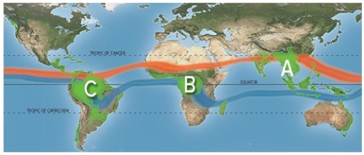 Almost two-thirds of the world's tropical rain forests are found in which area on the map below?   A) A B) B C) C D) D