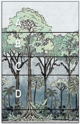 In the diagram below,the understory is at   A) A. B) B. C) C. D) D.
