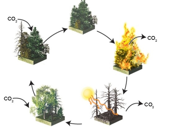 The diagram below illustrates that after disturbance of the boreal forest,the pioneer and climax species are usually   A) deciduous and evergreen forest,respectively. B) evergreen and deciduous forest,respectively. C) deciduous forest and tundra,respectively. D) tundra and evergreen forest,respectively.