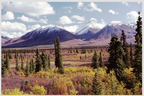 <strong>This photograph of the tundra biome was most likely taken </strong> A)near the ecotone with the boreal forest biome. B)near the ecotone with the grassland biome. C)far from the treeline. D)where the active layer is thinnest in the tundra biome.