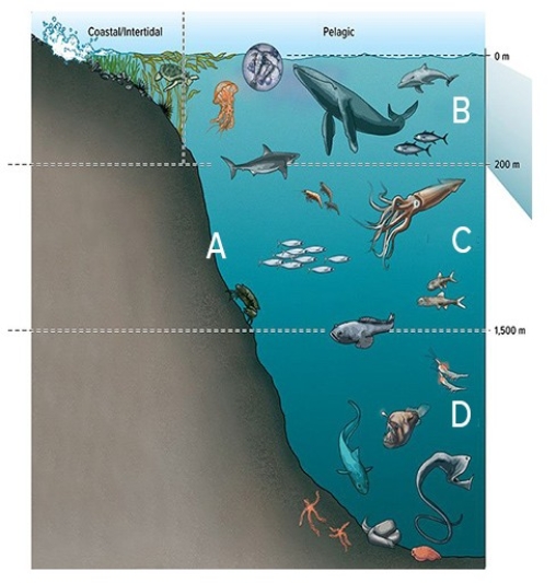 <strong>In the diagram below,A is the </strong> A)hadal zone. B)mesopelagic zone. C)epipelagic zone. D)benthic zone.