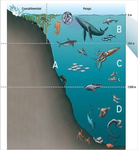 In the diagram below,B is the   A) hadal zone. B) mesopelagic zone. C) epipelagic zone. D) benthic zone.
