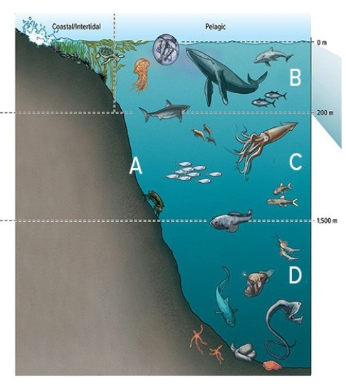 In the diagram below,C is the   A) hadal zone. B) mesopelagic zone. C) epipelagic zone. D) benthic zone.