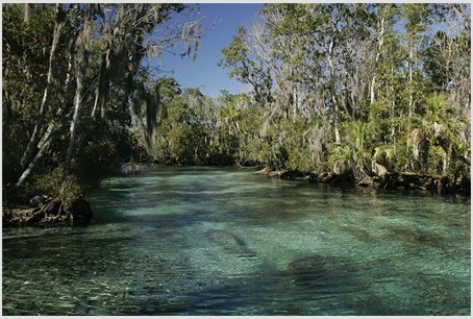 Organisms that live in estuaries like the one pictured below must be able to   A) survive for part of their life in a lentic system and the other part of their life in a lotic system. B) tolerate a wide range of salinities. C) survive in both the epipelagic and hadal zones. D) derive energy when living near deep-sea thermal vents.