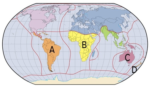 Which of the labels in the map below is where the Neotropic realm contains unique mammals and colorful birds?   A) A B) B C) C D) D