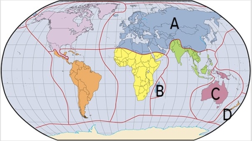 Which of the labels in the map below is where marsupials contribute to the unique fauna?   A) A B) B C) C D) D