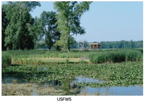 The plant shown in the photograph below is an invasive species that often clogs waterways in the southeastern United States.It is the   A) lily pad. B) coypu. C) water hyacinth. D) cottonmouth.