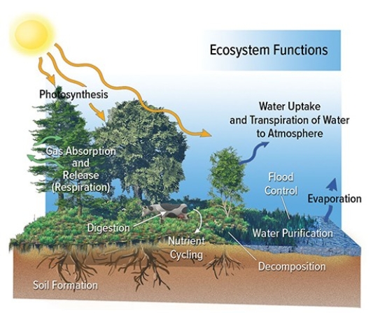 The diagram below shows that   A) ecosystem structures include both biotic and abiotic components. B) ecosystem functions include both biotic and abiotic components. C) ecosystem structures are abundant and usually considered limitless. D) ecosystem functions are abundant and usually considered limitless.
