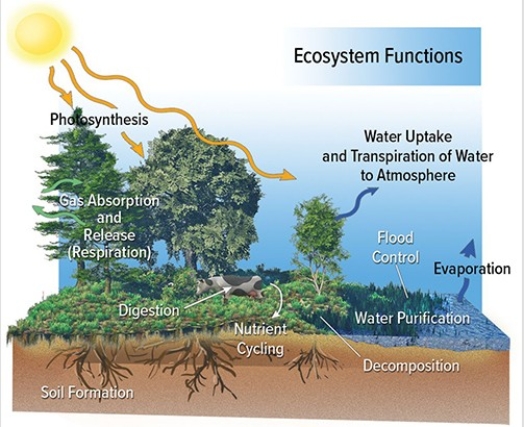The diagram below reminds us that   A) ecosystem structures tend to occur on land and ecosystem functions tend to occur on water. B) ecosystem functions are dynamic processes that support the ecosystem. C) ecosystem structures and functions are largely the same in most ecosystems. D) ecosystem functions occur on long time periods.