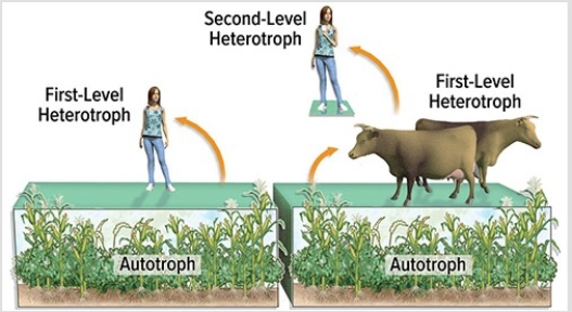 The diagram below illustrates the point that the cows are   A) first-level heterotrophs. B) second-level heterotrophs. C) primary producers. D) keystone predators.