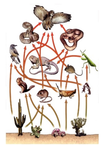 Food webs like the one shown below generally show   A) consumers only at the secondary level and above. B) the degree of interdependence between organisms in ecosystems. C) all of the structures in an ecosystem. D) less information than a food chain.