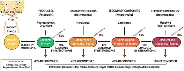 In the diagram below,the second law of thermodynamics is responsible for the processes depicted by   A) the purple squiggly lines only. B) the black arrows only. C) the brown arrows only. D) the yellow squiggly lines and the black arrows. E) the purple squiggly lines and the brown arrows.
