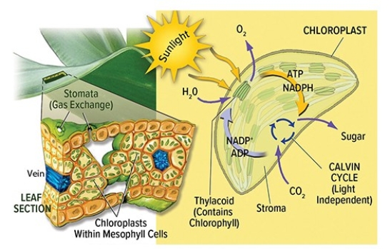The left half of the diagram below represents the component of photosynthesis that   A) occurs only in plants that have relatively large chloroplasts. B) occurs only in plants that have relatively small chloroplasts. C) can happen whether sunlight is present or not. D) requires the presence of sunlight.