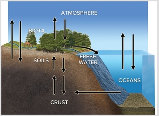 The diagram below conveys the idea that   A) oceanic subduction zones are areas where ecosystems are particularly rich. B) biogeochemical cycles store and cycle matter across the different spheres. C) diversity is only one indicator of an ecosystem's health. D) life tends to exist in clumps with little between the productive areas.