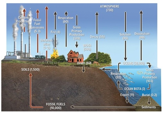 The diagram below depicts the global   A) nitrogen cycle. B) sulfur cycle. C) carbon cycle. D) titanium cycle.