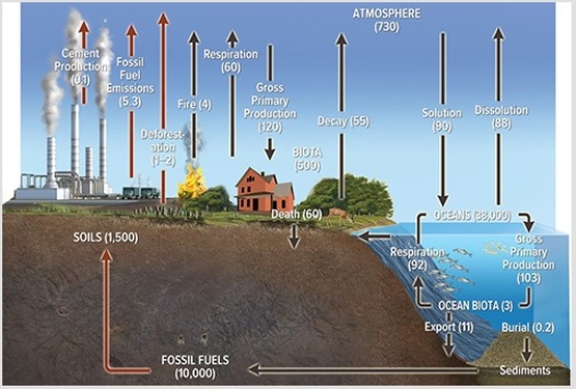 In the diagram below,the red arrows represent   A) fluxes that are increasing over time. B) fluxes that have little environmental impact. C) fluxes that are constant across time. D) human-influenced fluxes.