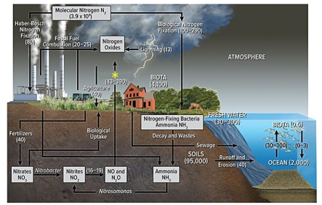 According to the diagram below,the process by which nitrogen moves from the land to the atmosphere primarily after microbes or fossil fuel combustion converts various forms of nitrogen back to N₂,as at the yellow asterisk (*) ,is known as   A) cyclolysis. B) denitrification. C) eutrophication. D) photodissociation.