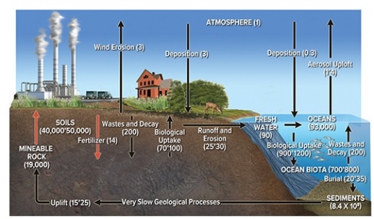 The diagram below depicts the   A) nitrogen cycle. B) carbon cycle. C) titanium cycle. D) phosphorus cycle