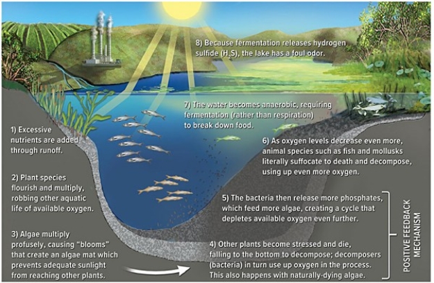 The diagram below illustrates the process of   A) regelation. B) eutrophication. C) carbonation. D) illuviation.
