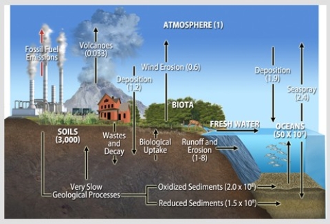 The diagram below shows that most of the reservoir and flux of the biogeochemical cycle called the sulfur cycle takes place in the lithosphere,so it is termed a(n)    A) metamorphic cycle. B) igneous cycle. C) sedimentary cycle. D) rock cycle.