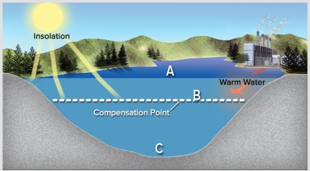 In the diagram below,more oxygen is used up than is produced at   A) A. B) B. C) C.
