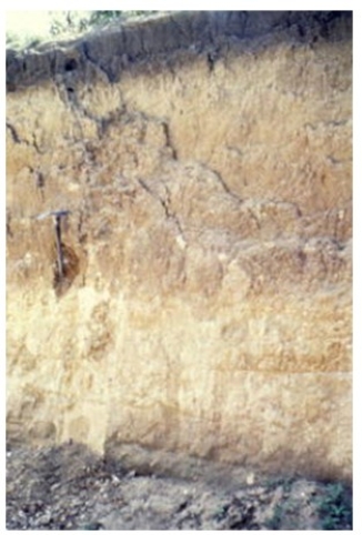 The soil shown in the photograph below has a greenish or grayish tint,which may mean that   A) it has abundant aluminum and/or iron oxides. B) it contains abundant organic matter. C) it has been waterlogged at some point. D) there are salts or other minerals that have been deposited by the evaporation of water.